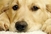 Labrador najpopularnija rasa psa u SAD-u