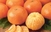 Povećan prinos mandarina