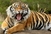 Teško je ozlijedio: Tigar napao djelatnicu u zoološkom vrtu