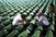 Srbija raspisala tjeralicu za zapovjednicima iz Srebrenice