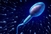 Pronađeni spermatozoidi rakova stari 17 miliona godina