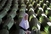 Komemoracija u Srebrenici: Pokop 175 žrtava genocida
