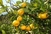 Naši uzgajivači mandarina nisu na popisu za odštetu