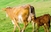 Zbog besparice farme ostale puste