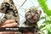 Zbog ove dvije slatke mace ćete poželjeti kupiti leoparda