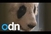 Panda Jia Jia uskoro postaje Guinnessova rekorderka?