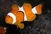 Ribu klaun djeca često zovu Nemo