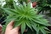 Vlada potvrdila: Legalizacija kanabisa u medicini od jeseni