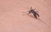 Virus zika može se pojaviti i u BiH: Komarac prenosilac sve otporniji i opasniji