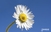 Sunčano uz temperaturu do 34 stepena, sutra kiša