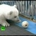 Polarni medvjedići spremni za šarmiranje posjetitelja ZOO-a