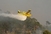 Buknuo požar kod Žrnovnice, gase ga kanader i helikopter