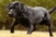 Tinejdžera labrador ugrizao za nogu pa još 'pobrao' i šamar