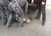 ВИДЕО: МВР уапси 5 лица за недозволена трговија со дрога