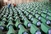 U pauzama strijeljanja ljudi iz Srebrenice krvnici išli po pivo