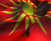 Македонците во заштита на македонскиот идентитет
